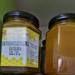 Apicomplex